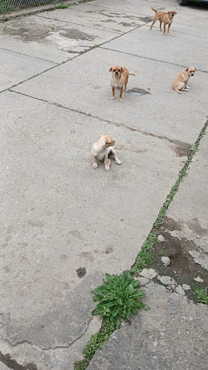 vand caței talie mica 