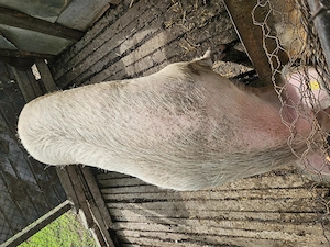 Porci de vanzare  - imagine 2
