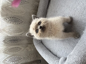 British shorthair colorpoint, blue