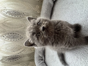 British shorthair colorpoint, blue - imagine 2