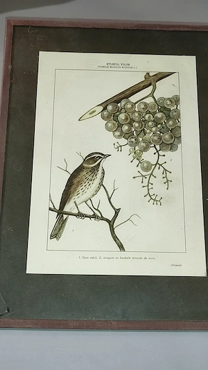 30 planse caracter educativ din fauna Romaniei vechime 60 ani 