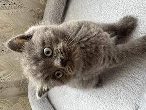 British shorthair blue, colorpoint liliac - imagine 3