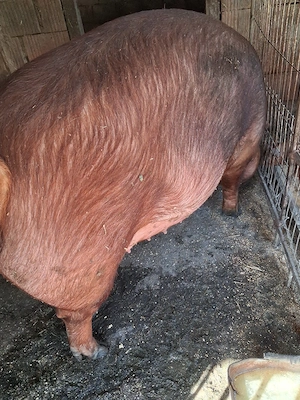 scroafa  duroc - imagine 2