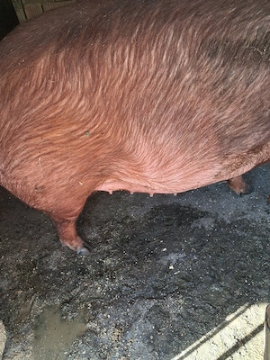 scroafa  duroc