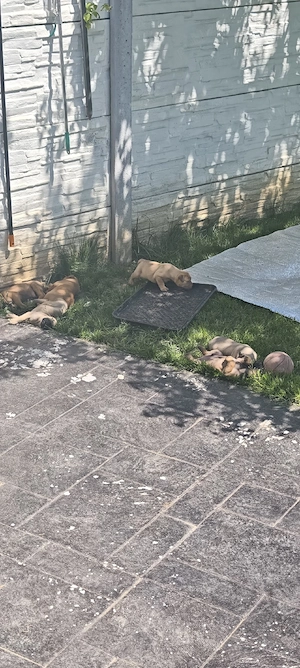 Bullmastiff 