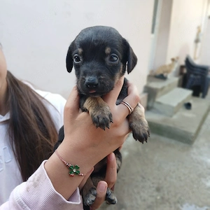 Cățeluși spre adopție! - imagine 4