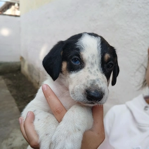 Cățeluși spre adopție! - imagine 3