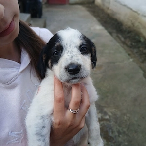 Cățeluși spre adopție! - imagine 2