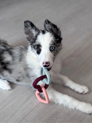 Border Collie deosebiti  - imagine 3
