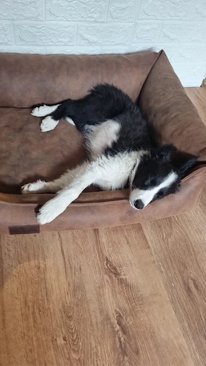 Puii Border Collie - imagine 3