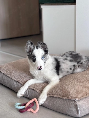 Puii Border Collie - imagine 2