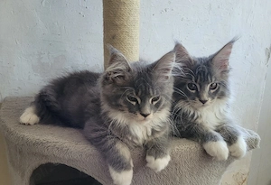 Vand pui Maine Coon , 3.000 ron