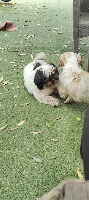de vânzare mascul și femelă de Shih tzu  - imagine 2