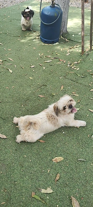 de vânzare mascul și femelă de Shih tzu  - imagine 4
