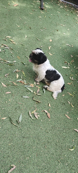 de vânzare mascul și femelă de Shih tzu  - imagine 3