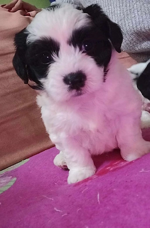 Vând pui de Bichon Maltez. 250 de lei - imagine 2