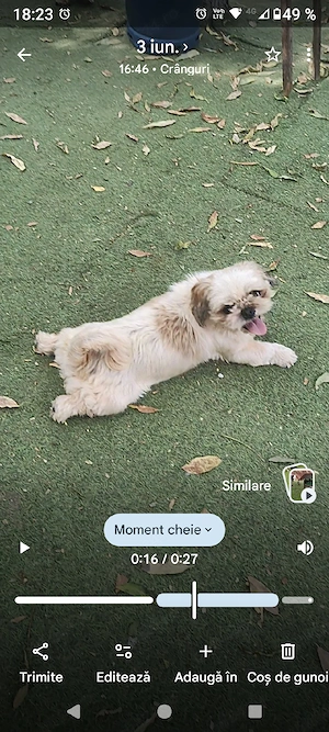 de vânzare mascul și femelă de Shih tzu  - imagine 4