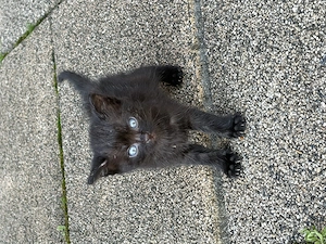 Donez un mascul (negru) și o femelă ( negru cu alb) 