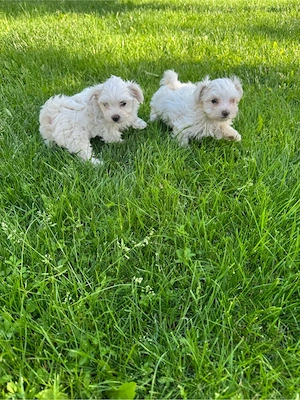 Bichon maltez 