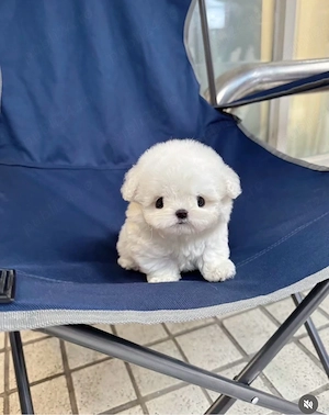 Bichon Maltez Mini Toy  - imagine 3
