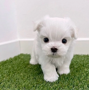 Bichon Maltez Mini Toy  - imagine 2
