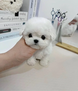 Bichon Maltez Mini Toy 