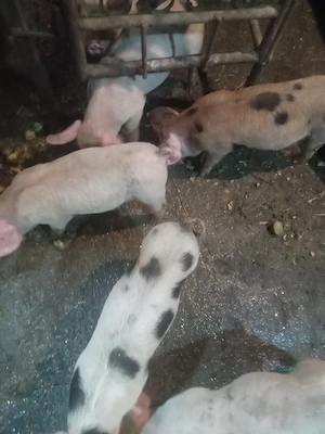 Purcei de 8 săptămâni  - imagine 3