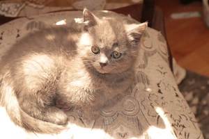 Pisici British blue si color point