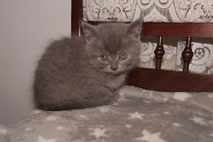 Pisici British blue si color point - imagine 5