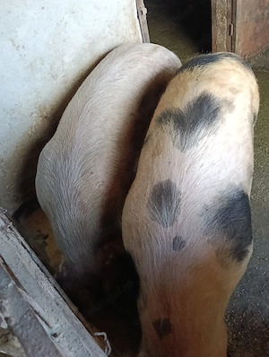 Vind 2 porci de carne 