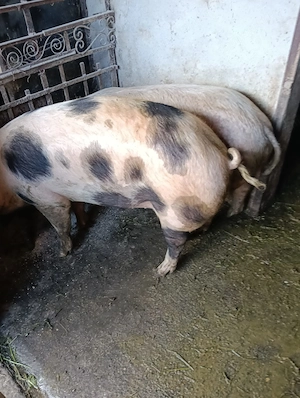 Vind 2 porci de carne  - imagine 2
