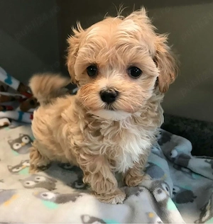Maltipoo Pudel Poodle mini toy  - imagine 3