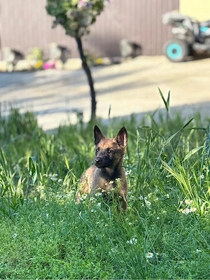 vand catei malinois belgieni - imagine 2