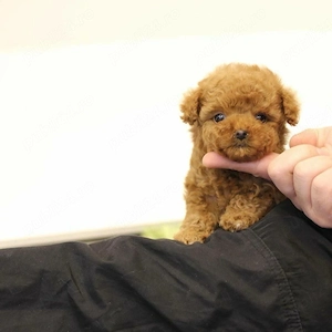 Maltipoo Pudel Poodle mini toy  - imagine 2