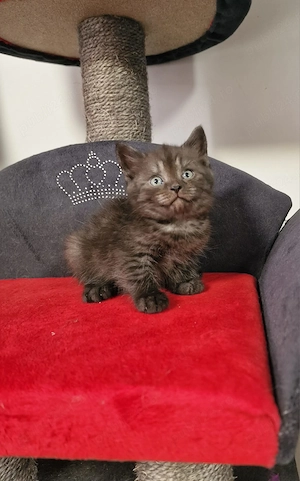 Donez British shorthair schottish fold  - imagine 3