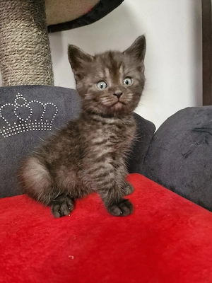 Donez British shorthair schottish fold 