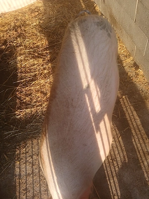 Vand scroafa gestanta 130 kg plus  - imagine 5