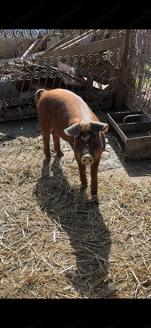 scrofita duroc pur apx50 kg - imagine 3
