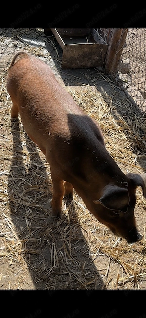 scrofita duroc pur apx50 kg - imagine 2