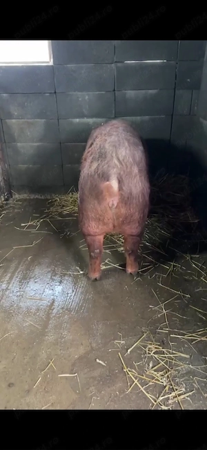 scrofita duroc pur apx50 kg - imagine 4