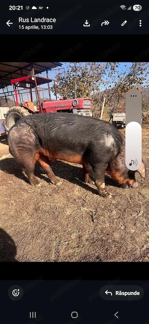 scrofita duroc pur apx50 kg - imagine 5