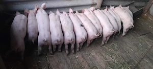 Purcei de vanzare