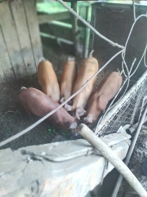 vinzare tineret. rasă Duroc, - imagine 4