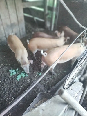 vinzare purcei 3 luni rasă Duroc,