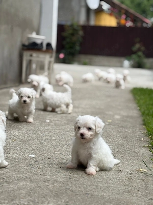 Vând pui de Bichon Maltez  - imagine 4