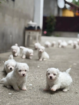 Vând pui de Bichon Maltez  - imagine 3