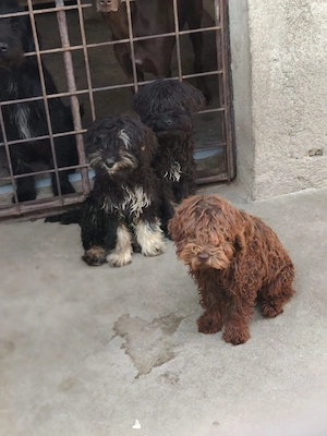 Vând căței metiși cu Lagotto - imagine 2