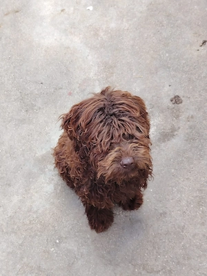 Vând căței metiși cu Lagotto - imagine 3