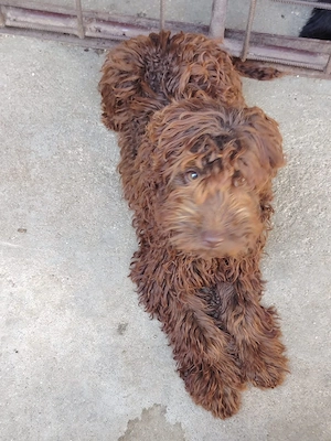 Vând căței metiși cu Lagotto - imagine 5