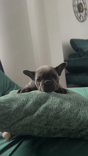  Buldog Francez   2 fetițe disponibile 